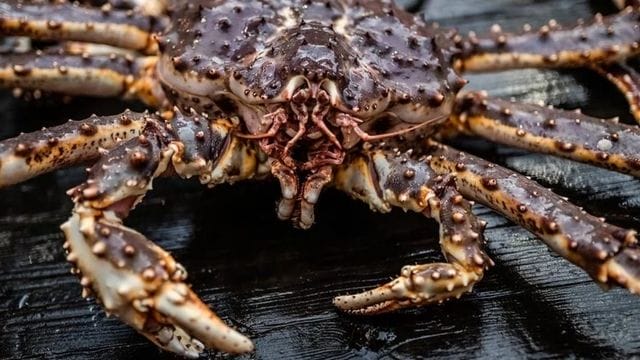 Crab Season Cancelled (1)