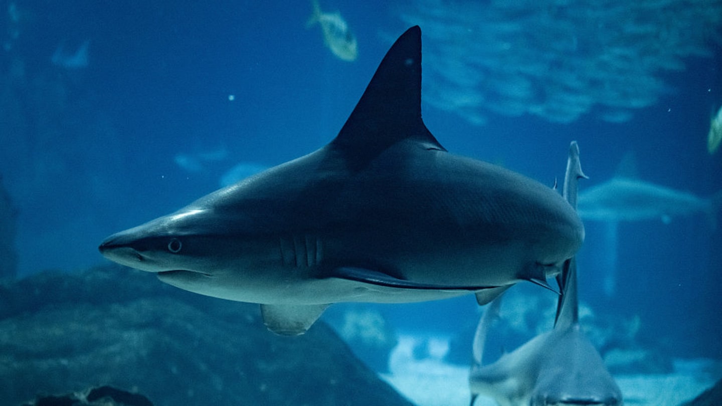 Second largest aquarium in Europe: Lisbon Oceanarium